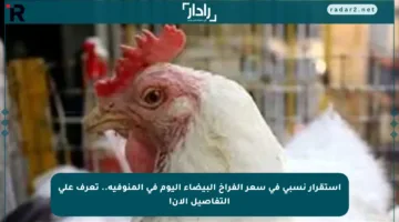 استقرار نسبي في سعر الفراخ البيضاء اليوم في المنوفية.. تعرف على التفاصيل الآن!